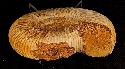 Choffatia (Familia perisphinctidae)