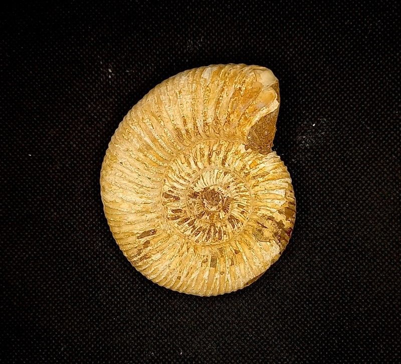 Choffatia (ejemplar suelto)