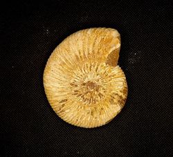 Choffatia (ejemplar suelto)