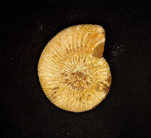 Choffatia (ejemplar suelto)