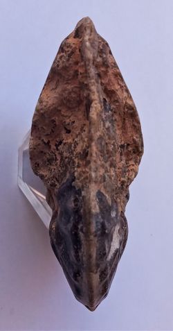 Choffaticeras segne