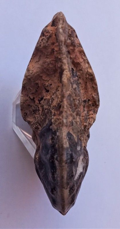 Choffaticeras segne
