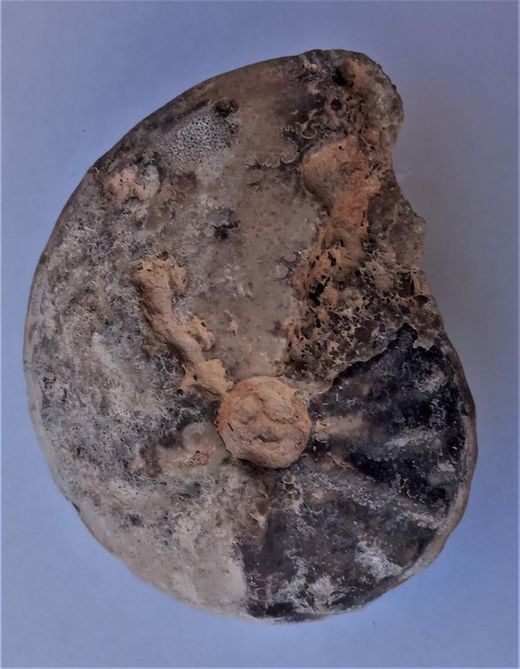 Choffaticeras segne