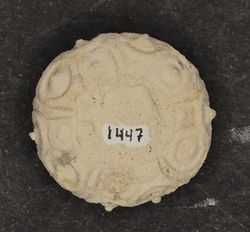 Cidaris subvesiculosa