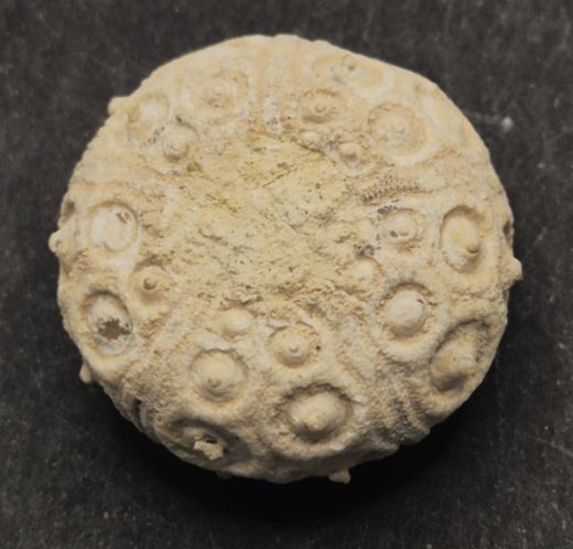 Cidaris subvesiculosa