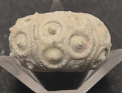Cidaris subvesiculosa