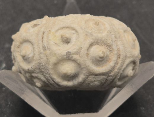 Cidaris subvesiculosa