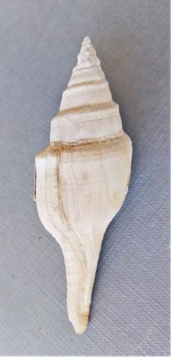 Clavilithes maximus