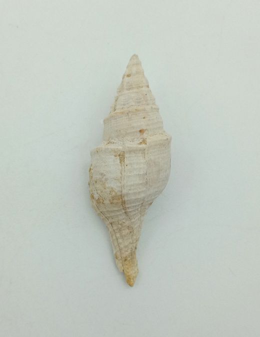 Clavilithes noae