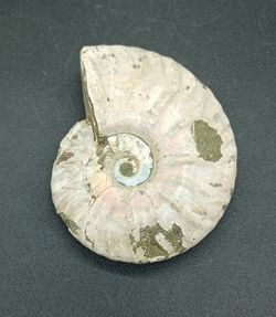 Cleoniceras (Individuo completo)