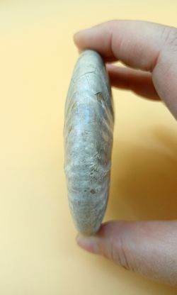 Cleoniceras (Individuo completo)