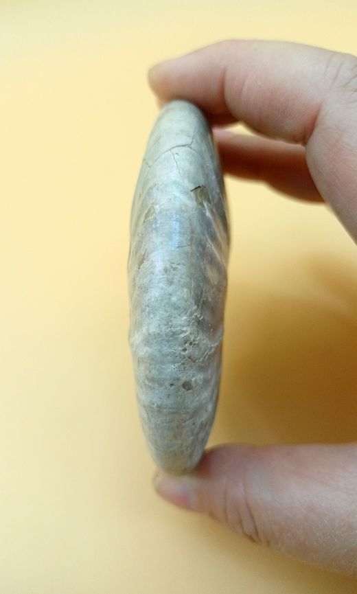 Cleoniceras (Individuo completo)
