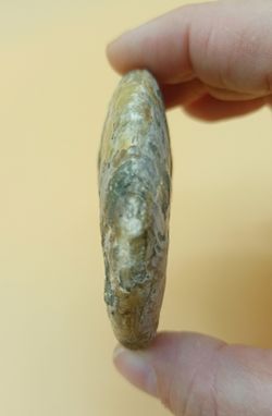 Cleoniceras (Ejemplar completo)