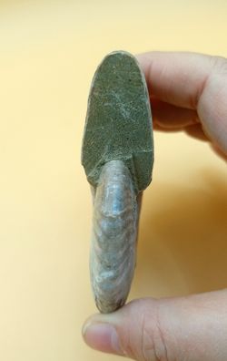 Cleoniceras (Individuo completo)