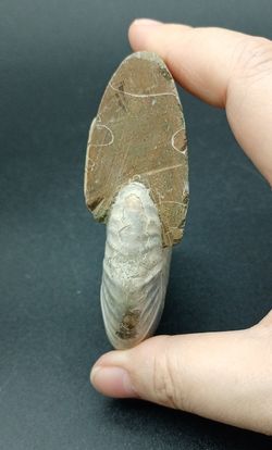 Cleoniceras (Individuo completo)