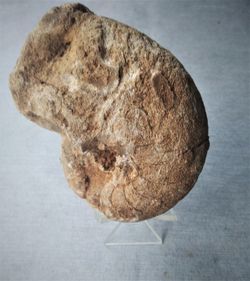 Cenoceras lineatum