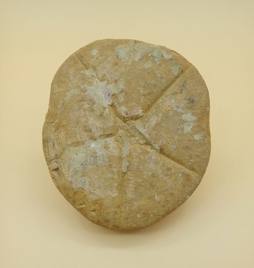 Clypeaster crassicostatus