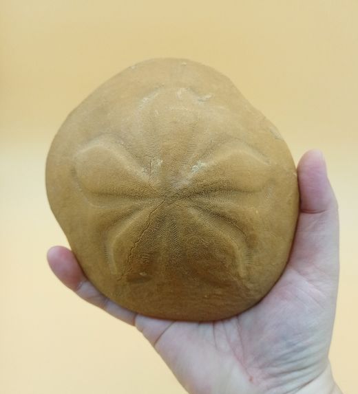 Clypeaster crassicostatus