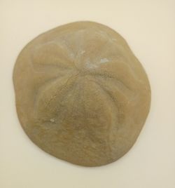 Clypeaster crassicostatus
