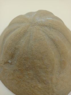 Clypeaster crassicostatus