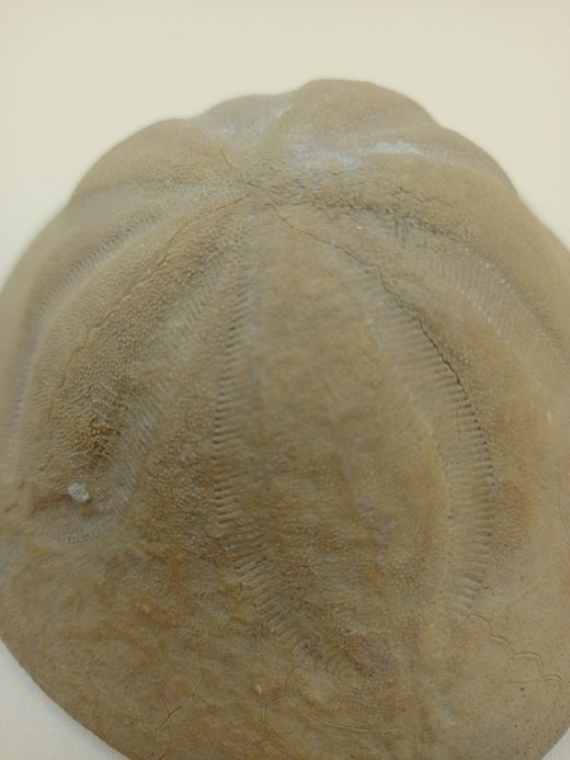 Clypeaster crassicostatus