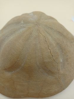 Clypeaster crassicostatus