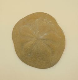 Clypeaster crassicostatus