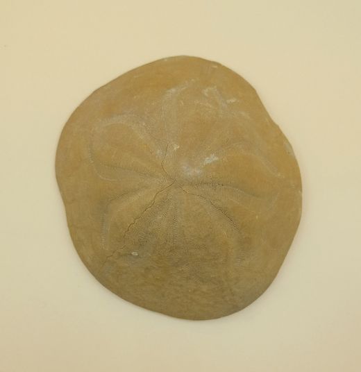 Clypeaster crassicostatus