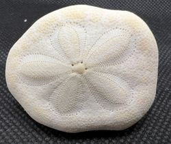 Clypeaster Reticulatus