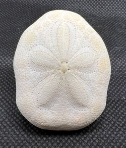 Clypeaster Reticulatus