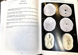 Colección "Nomochirus". Vol. I. Neognathostomata I - Clypeasteroida