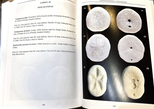 Colección "Nomochirus". Vol. I. Neognathostomata I - Clypeasteroida
