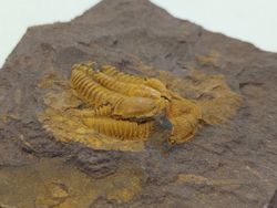 Conocoryphe cirina