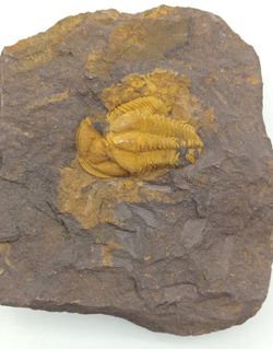 Conocoryphe cirina