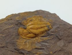 Conocoryphe cirina