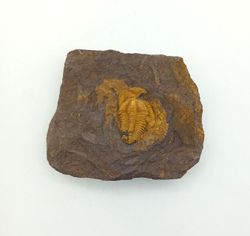 Conocoryphe cirina