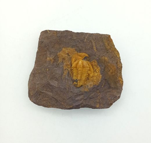 Conocoryphe cirina