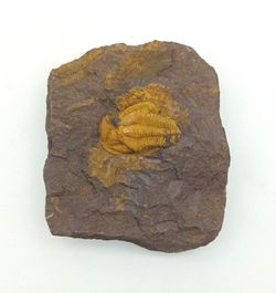 Conocoryphe cirina