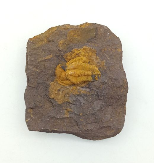 Conocoryphe cirina