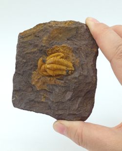 Conocoryphe cirina