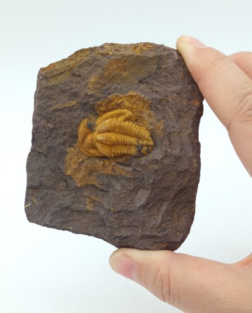 Conocoryphe cirina