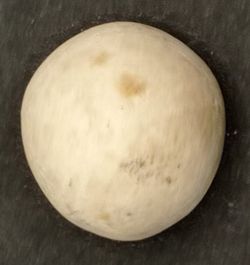 Conulus subrotundus