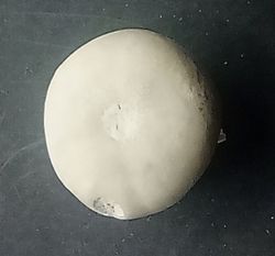 Conulus subrotundus