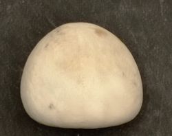 Conulus subrotundus