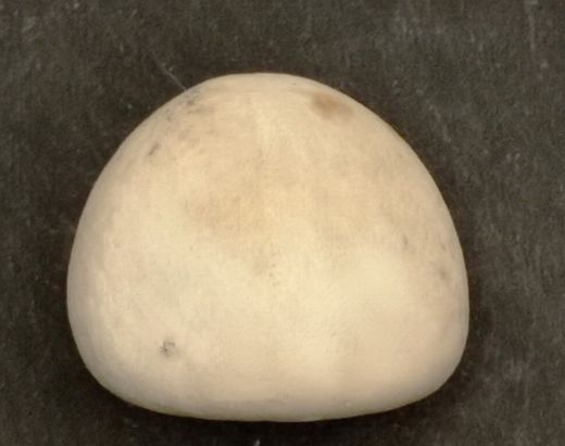 Conulus subrotundus