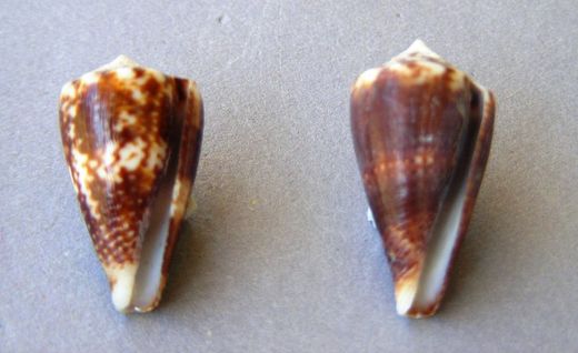 Conus boeticus f. rupelli