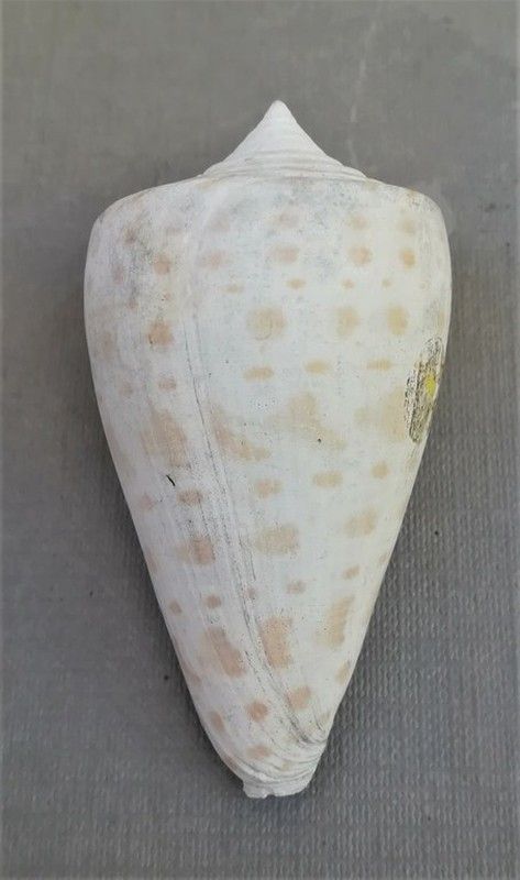 Conus cherokus (Gasterópodo)