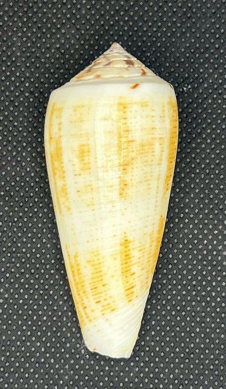 Conus Magus