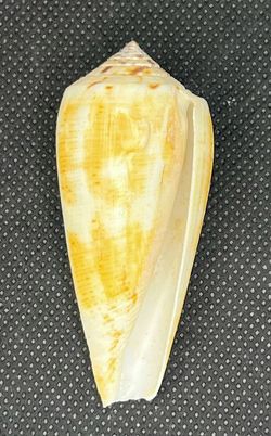 Conus Magus