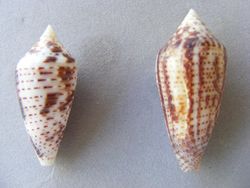 Conus mahogani